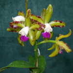 Cattleya leopoldii